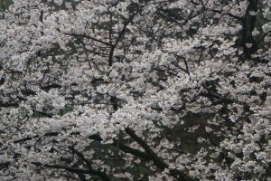 338052270_1301871773725017_5094512236903911357_n